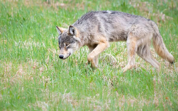 Grijze Wolf Het Wild — Stockfoto