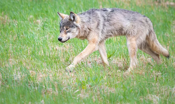 Grijze Wolf Het Wild — Stockfoto