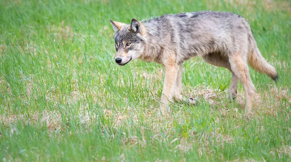 Grijze Wolf Het Wild — Stockfoto