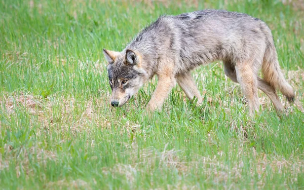 Loup Gris Dans Nature — Photo