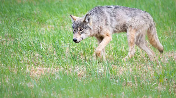 Grijze Wolf Het Wild — Stockfoto