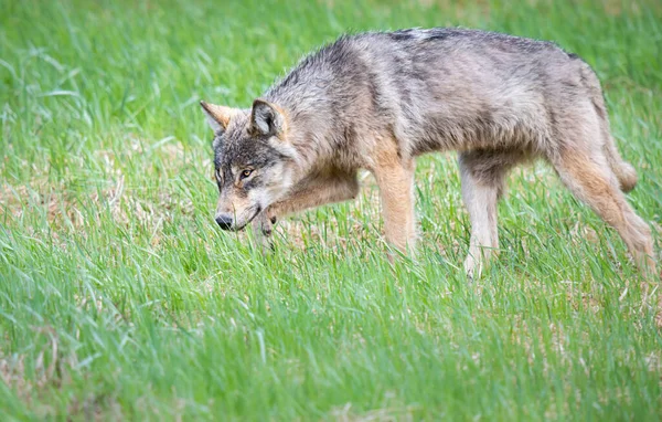 Grijze Wolf Het Wild — Stockfoto