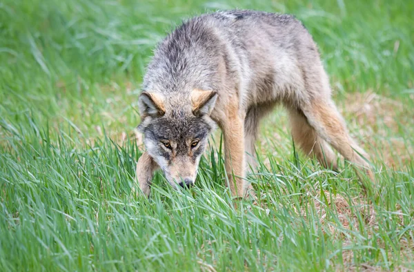 Grijze Wolf Het Wild — Stockfoto