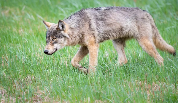 Grijze Wolf Het Wild — Stockfoto