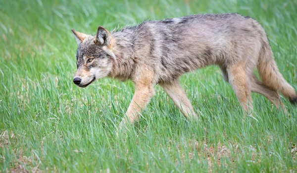 Grijze Wolf Het Wild — Stockfoto