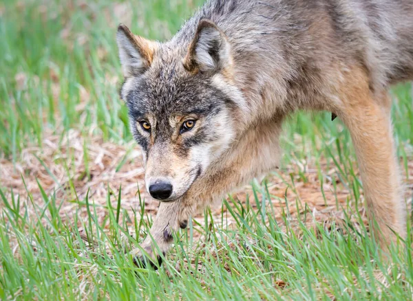 Loup Dans Nature Sauvage Canadienne — Photo