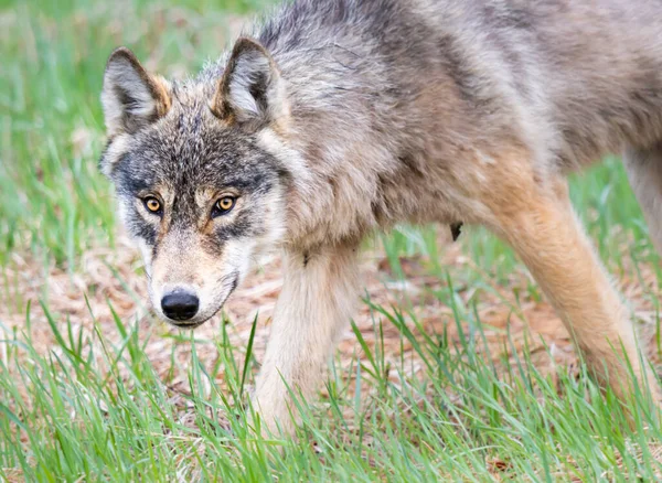 Kanada vahşi doğasında kurt