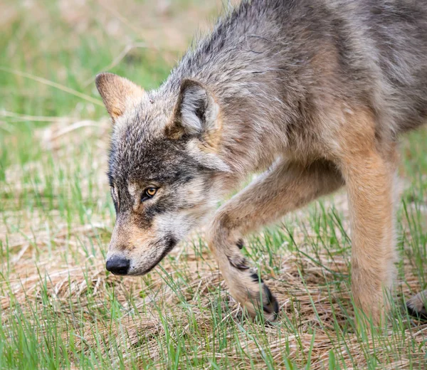 Lobo Deserto Canadense — Fotografia de Stock