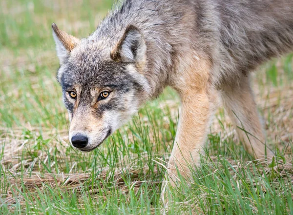 Loup Dans Nature Sauvage Canadienne — Photo