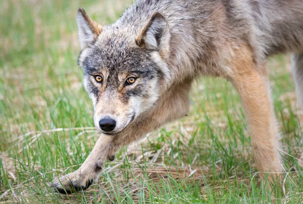 Wolf Canadese Wildernis — Stockfoto