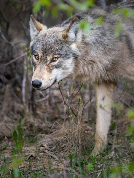 Wolf Canadese Wildernis — Stockfoto