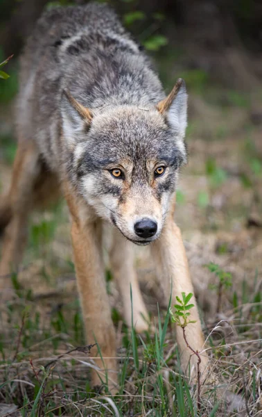 Wolf Canadese Wildernis — Stockfoto