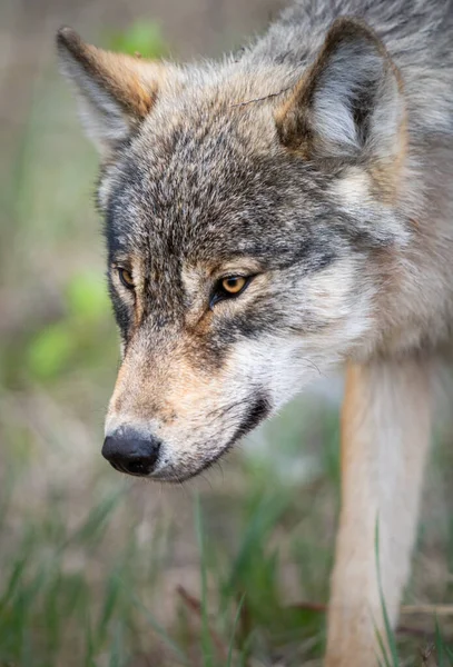 Loup Dans Nature Sauvage Canadienne — Photo