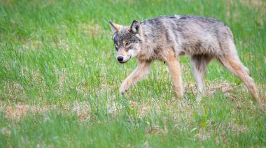 Kanada vahşi doğasında kurt
