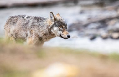 Kanada vahşi doğasında kurt