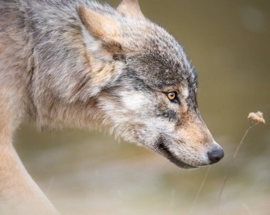 Kanada vahşi doğasında kurt