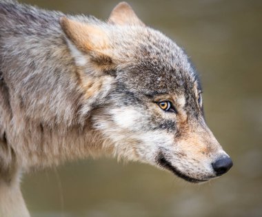 Kanada vahşi doğasında kurt
