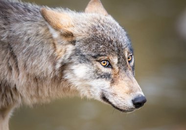 Kanadalı kurt doğada