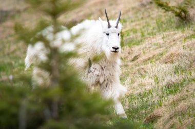 Kanada vahşi doğasında dağ keçisi