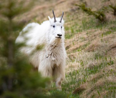 Kanada vahşi doğasında dağ keçisi