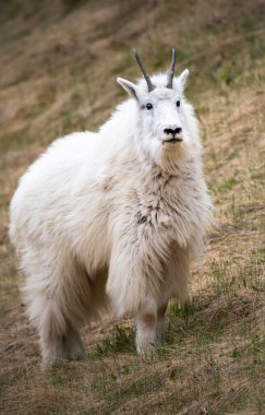 Kanada vahşi doğasında dağ keçisi