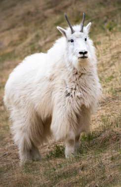 Kanada vahşi doğasında dağ keçisi