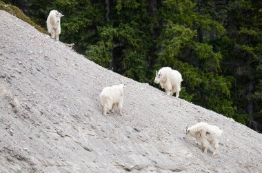 Kanada vahşi doğasında dağ keçisi