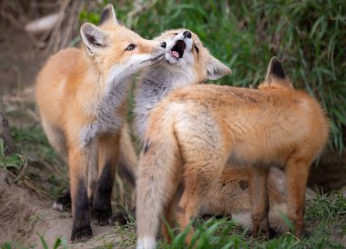 Kanada vahşi doğasında kızıl tilki yavruları