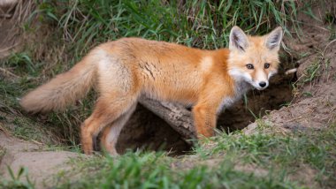 Kanada vahşi doğasında kızıl tilki yavruları