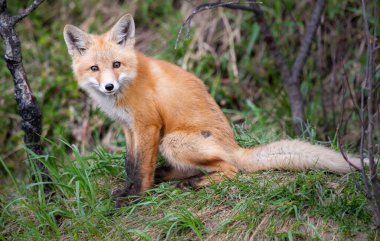 Kanada vahşi doğasında kızıl tilki yavruları