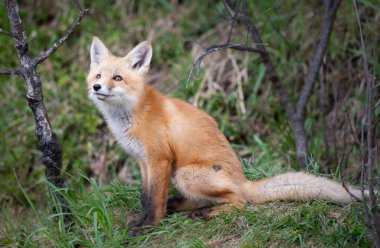 Kanada vahşi doğasında kızıl tilki yavruları