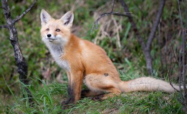 Kanada vahşi doğasında kızıl tilki yavruları