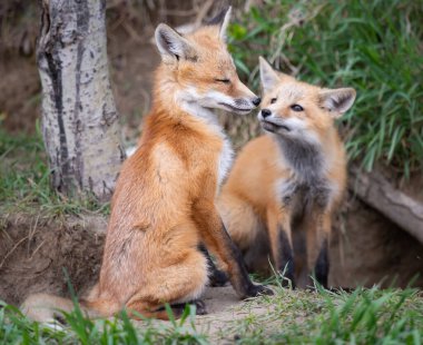 Kanada vahşi doğasında kızıl tilki yavruları