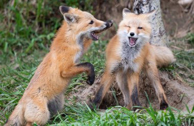 Kanada vahşi doğasında kızıl tilki yavruları