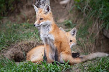 Kanada vahşi doğasında kızıl tilki yavruları