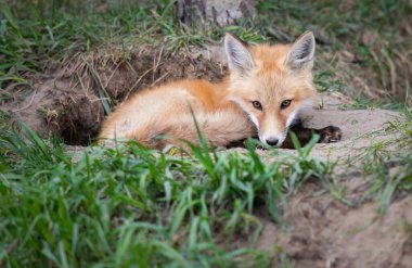 Kanada vahşi doğasında kızıl tilki yavruları