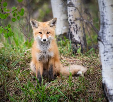 Kanada vahşi doğasında kızıl tilki yavruları