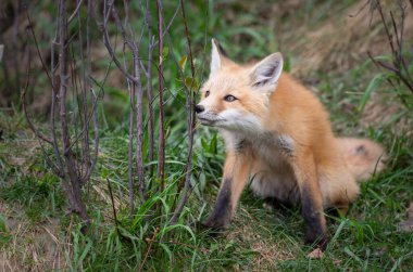 Kanada vahşi doğasında kızıl tilki yavruları