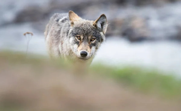 Lobo Desierto Canadiense — Foto de Stock