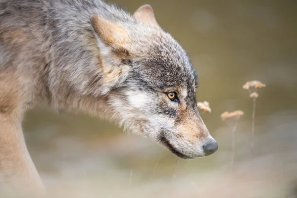 Lobo Desierto Canadiense —  Fotos de Stock