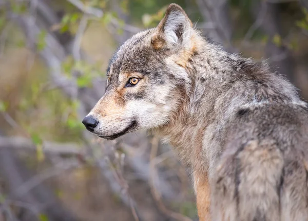 Lobo Canadiense Naturaleza — Foto de Stock