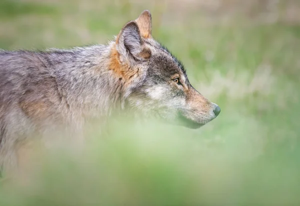 Loup Dans Nature Sauvage Canadienne — Photo