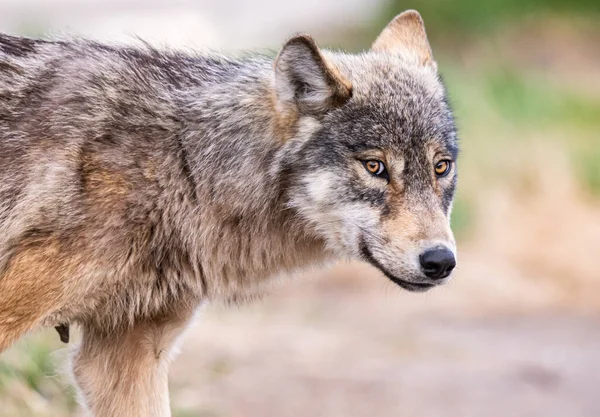 Wolf Canadese Wildernis — Stockfoto