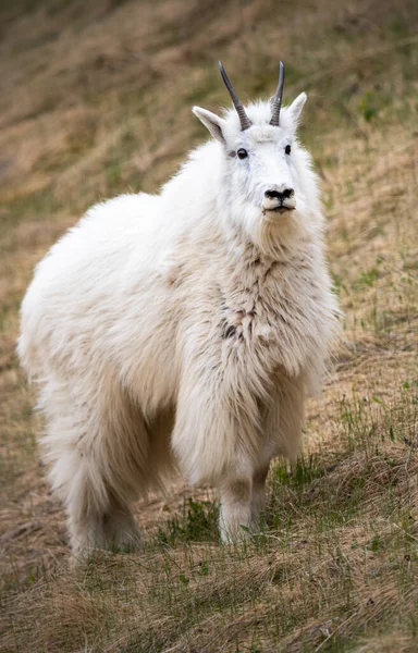 Mountain Goat Canadian Wilderness — Stock Photo, Image