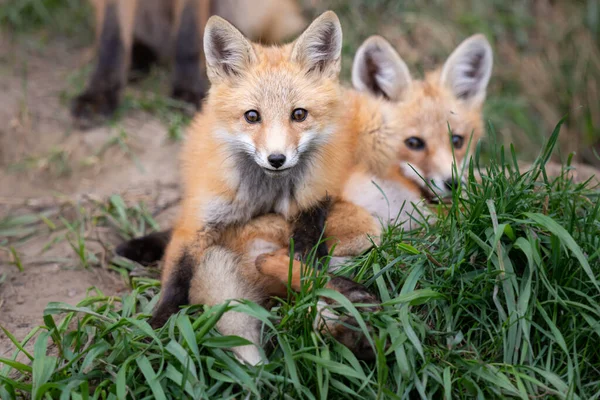 Zestawy Red Fox Kanadyjskiej Dziczy — Zdjęcie stockowe
