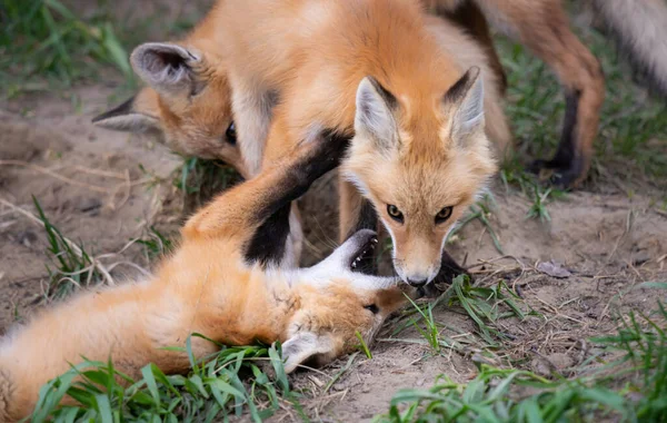 加拿大荒野中的红狐套件 — 图库照片