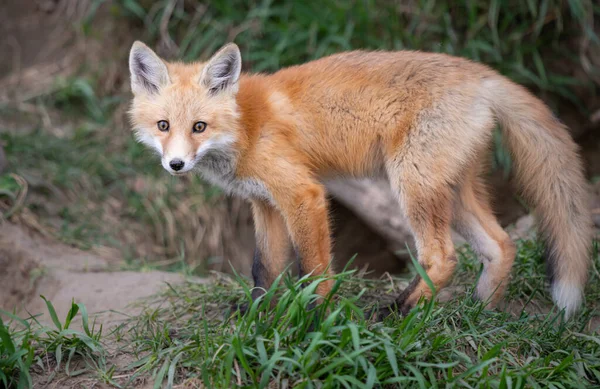 Red Fox Kits Canadian Wilderness — Stock Photo, Image