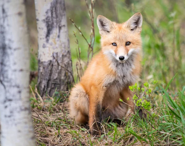 Red Fox Kits Canadian Wilderness — Stock Photo, Image