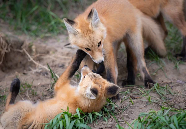 Zestawy Red Fox Kanadyjskiej Dziczy — Zdjęcie stockowe