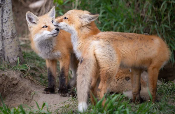 Zestawy Red Fox Kanadyjskiej Dziczy — Zdjęcie stockowe